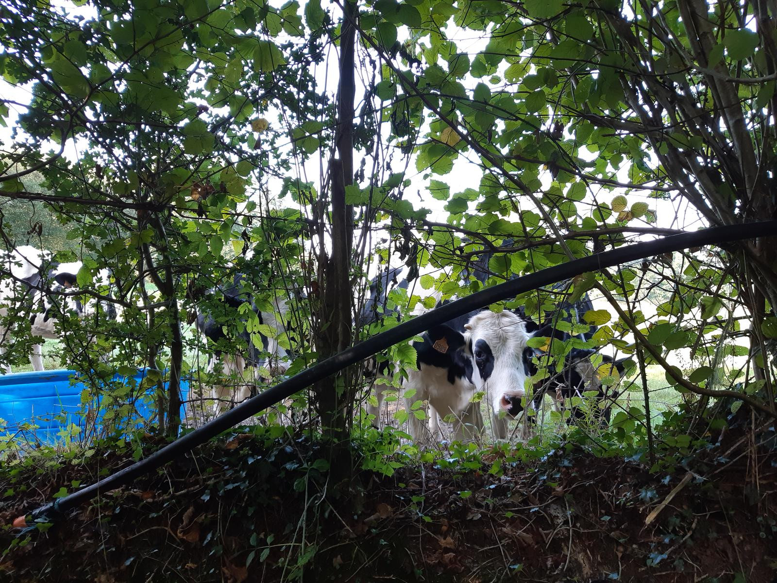 Partie de Cache-vache?